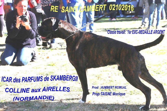 de la colline aux airelles - RE SAINT LAMBERT DU LATTAY