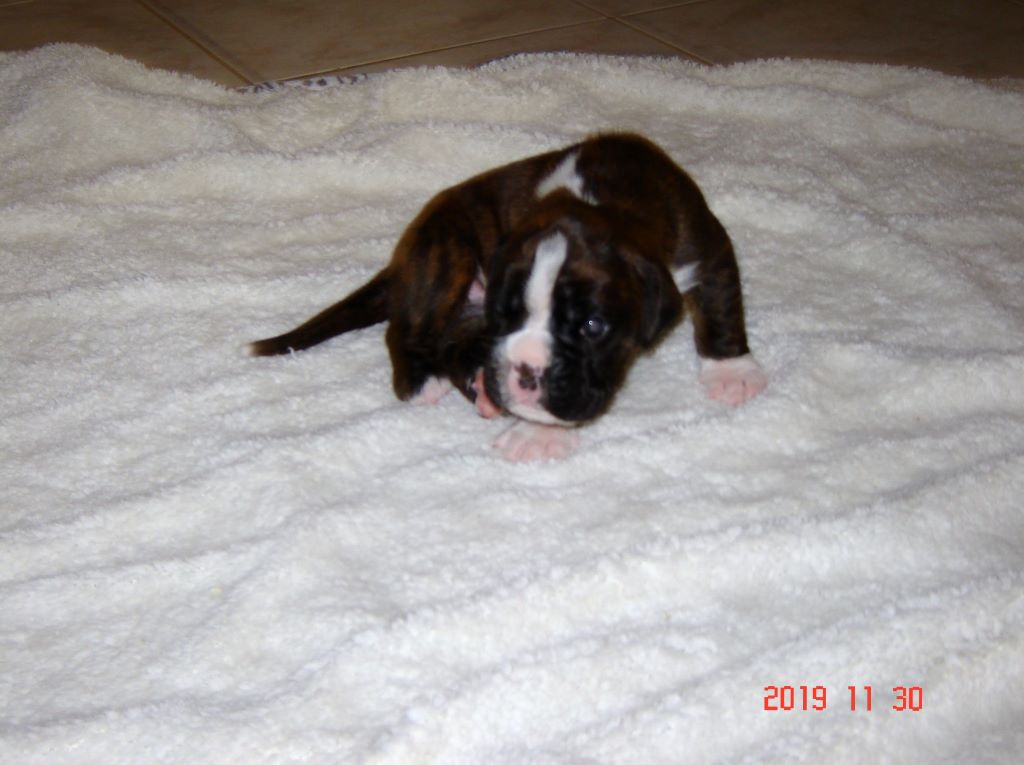 Chiot Boxer de la colline aux airelles